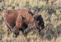 Bison bison