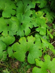 Sanguinaria canadensis