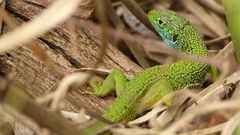 Lacerta bilineata