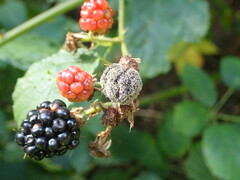 Botrytis