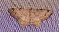 Macaria bisignata