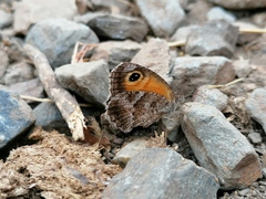 Pyronia cecilia