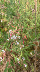 Oenothera gaura