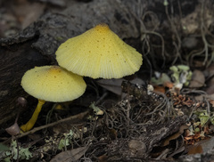 Leucocoprinus birnbaumii