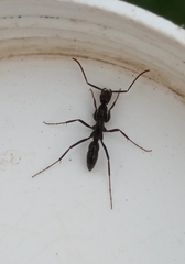 Leptogenys chinensis