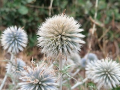 Echinops