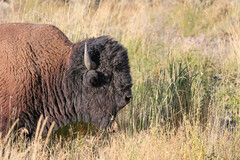 Bison bison