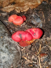 Hygrocybe punicea