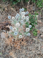 Echinops