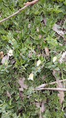 Roepera sessilifolia
