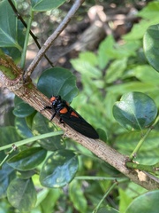 Huechys sanguinea