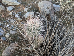 Ferocactus cylindraceus