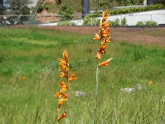 Dichromanthus aurantiacus