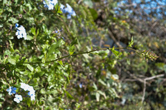 Plumbago auriculata