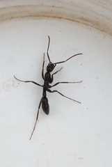 Leptogenys chinensis