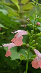 Salvia coccinea