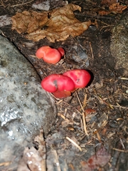 Hygrocybe punicea