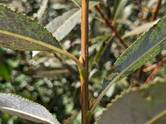 Salix