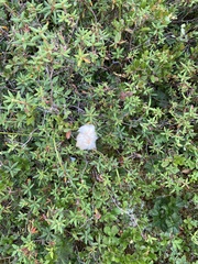 Rhododendron groenlandicum