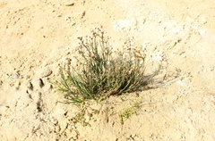 Juncus articulatus