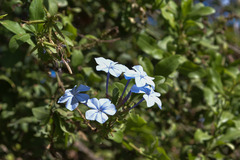 Plumbago auriculata