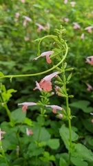 Salvia coccinea