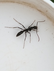 Leptogenys chinensis