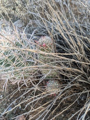 Mammillaria grahamii