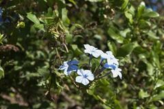 Plumbago auriculata