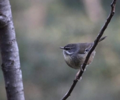 Sericornis frontalis