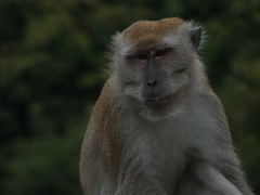 Macaca fascicularis