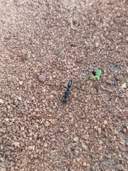 Leptogenys chinensis