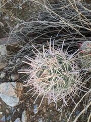 Ferocactus cylindraceus