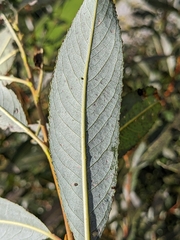 Salix