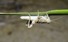 Trimerotropis maritima