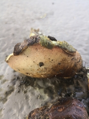 Suillellus luridus