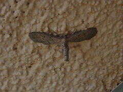Glaucina erroraria
