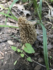 Morchella americana