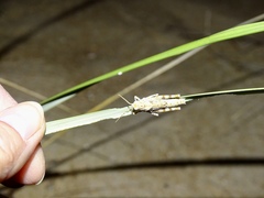 Trimerotropis maritima