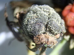 Botrytis