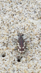 Cicindela bellissima