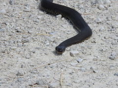 Nerodia sipedon insularum