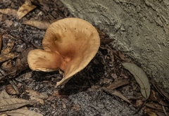 Lactifluus hygrophoroides