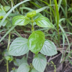 Mentha aquatica