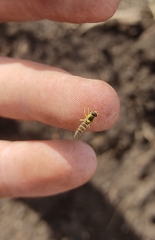 Sphaerophoria scripta