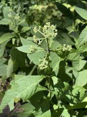 Eutrochium purpureum