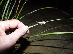 Trimerotropis maritima