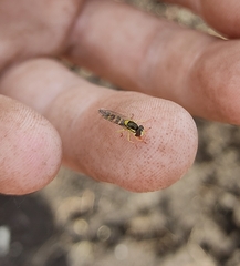 Sphaerophoria scripta