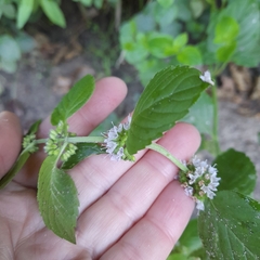 Mentha aquatica