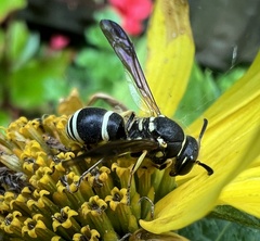 Ancistrocerus catskill